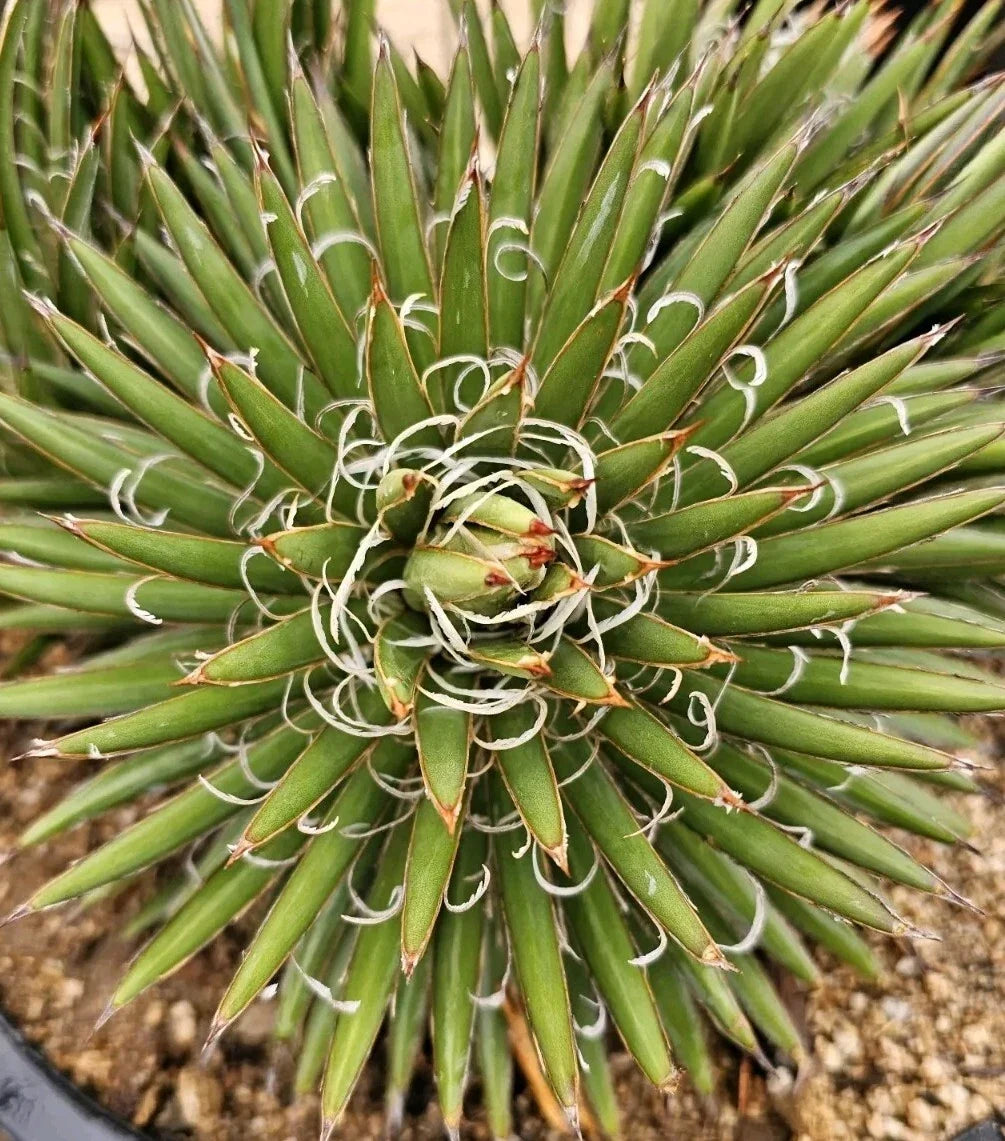 Agave Parviflora Bare Root Plant – Drought-Tolerant Succulent for Indoor & Outdoor Gardens, 4-6 Inches, Low Maintenance