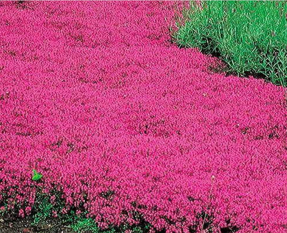 Creeping Thyme Seeds 600 Count Scarlet Red Ground Cover Perennial for Rock Garden, Thymus praecox