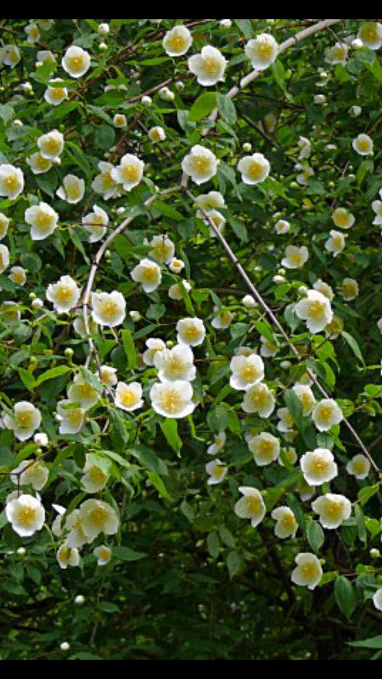 Scentless Mock Orange Cuttings 6-8" Philadelphus Inodorus - 3 Healthy Plants