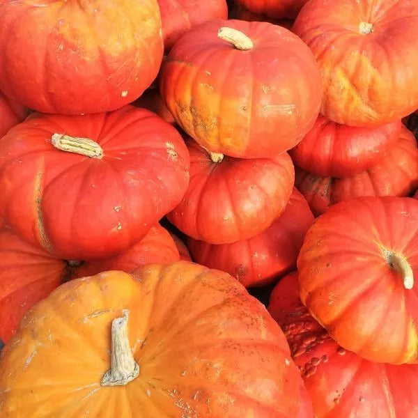 Cinderella Pumpkin Seeds 10 Ct Rouge Vif D'Etampes NON-GMO Heirloom Vegetable Seeds