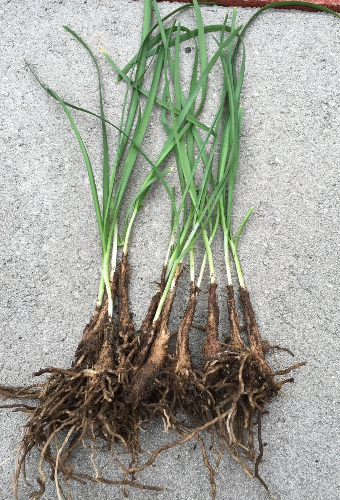 Garlic Chives Live Plant Bare Roots – Hardy Perennial Herb Allium tuberosum – Organic, Easy to Grow, Culinary Herb
