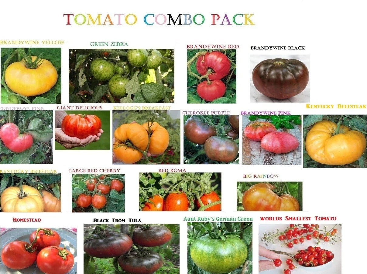 Tomato Seeds Collection – Rare Big Beefsteak, Yellow, Pink, White, Brandywine, Cherry – Heirloom Varieties, Non-GMO, Garden, Container