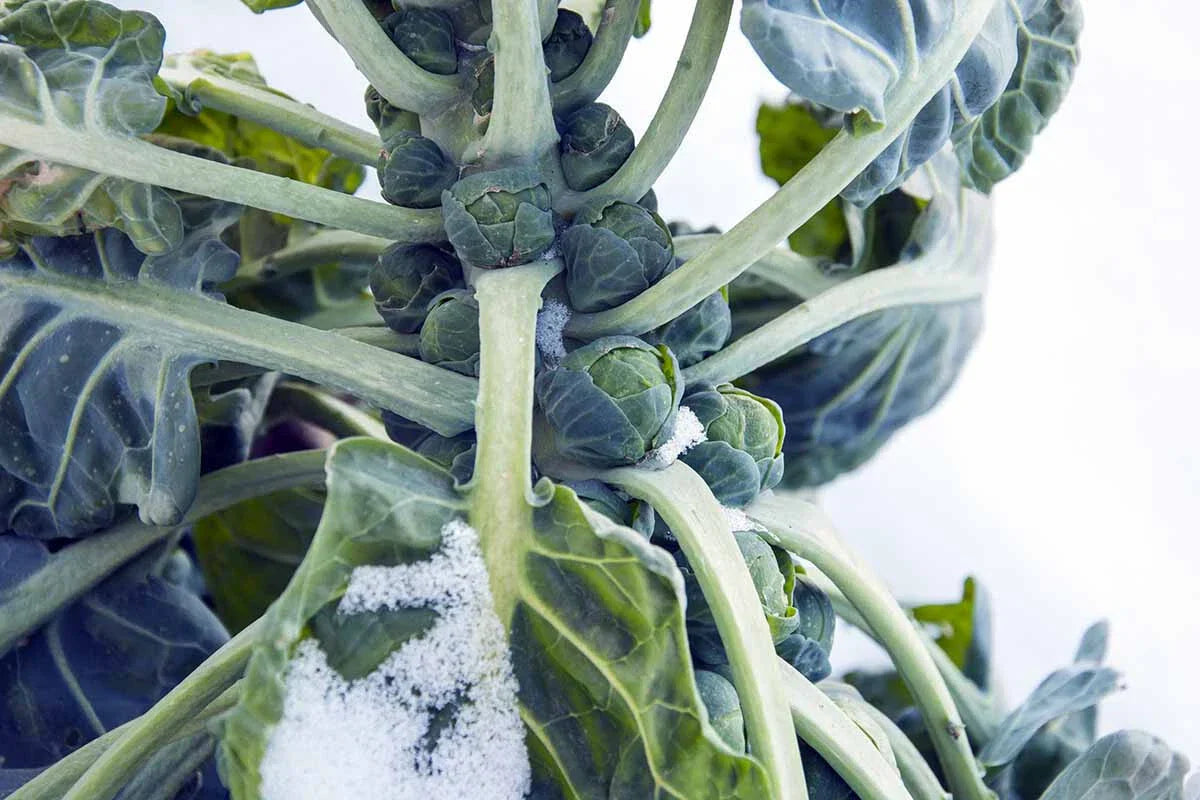 Hestia Brussels Sprouts Seeds - 500+ Count - Brassica oleracea Var. gemmifera for Home Garden