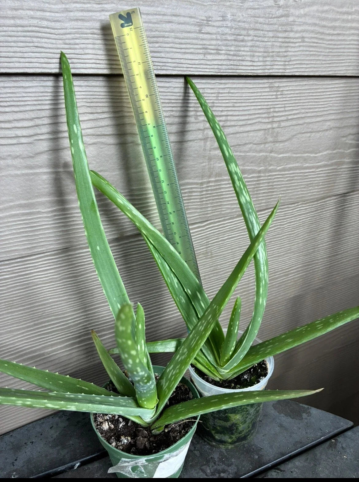 Live Aloe Vera Succulent Plants - 2 Pack in 4-Inch Pots - Aloe barbadensis Miller Indoor Houseplants