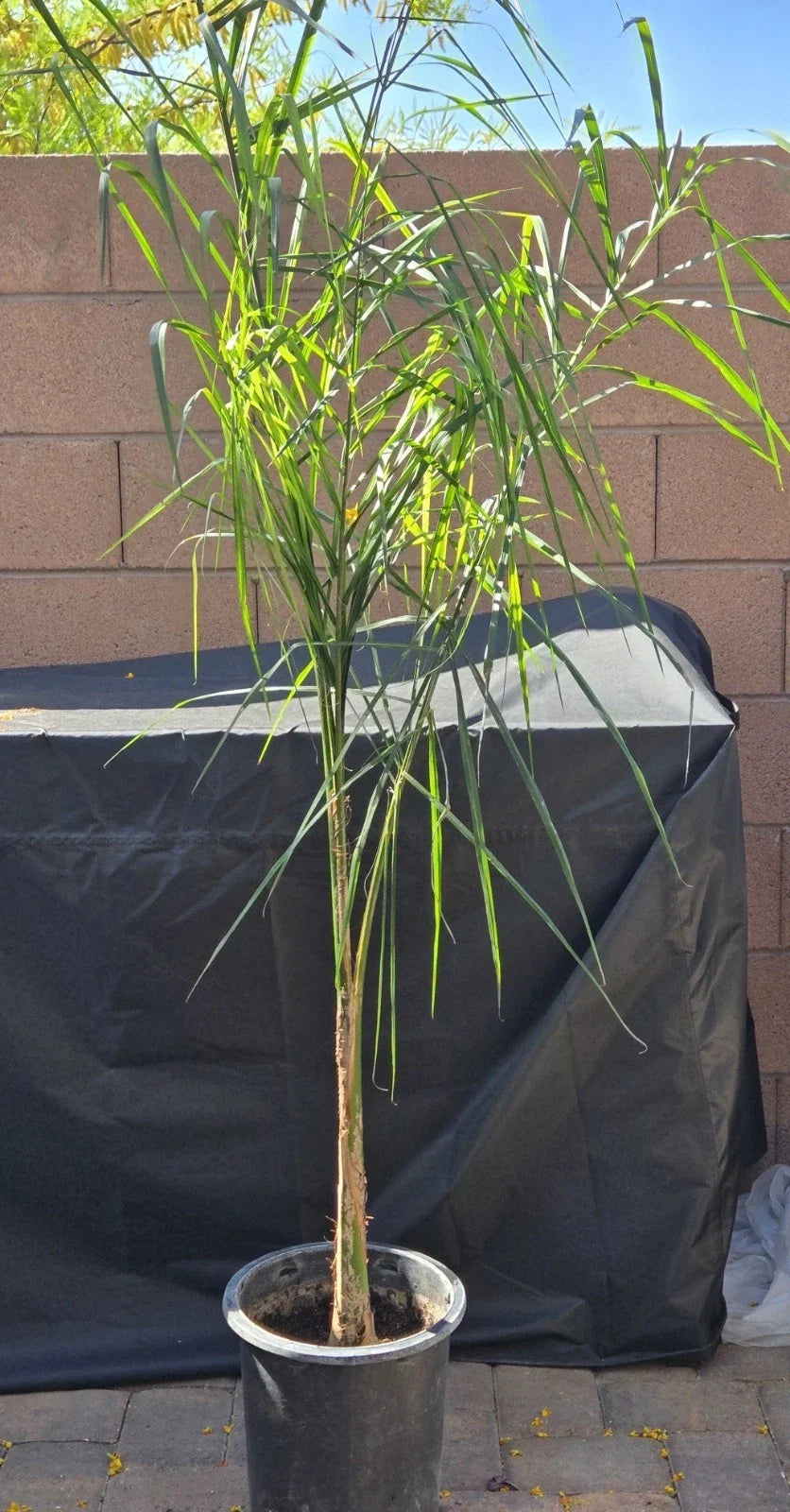 Queen Palm Tree Sapling – 5.5+ Feet Tall, Syagrus romanzoffiana, Live Indoor/Outdoor Tropical Plant