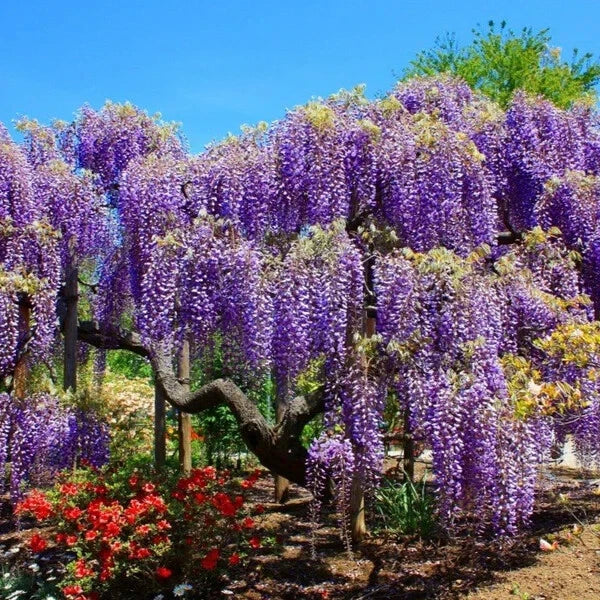 Blue Moon Wisteria Tree Starter Plant - Wisteria macrostachys, Well Rooted, Fragrant Blue Blooms