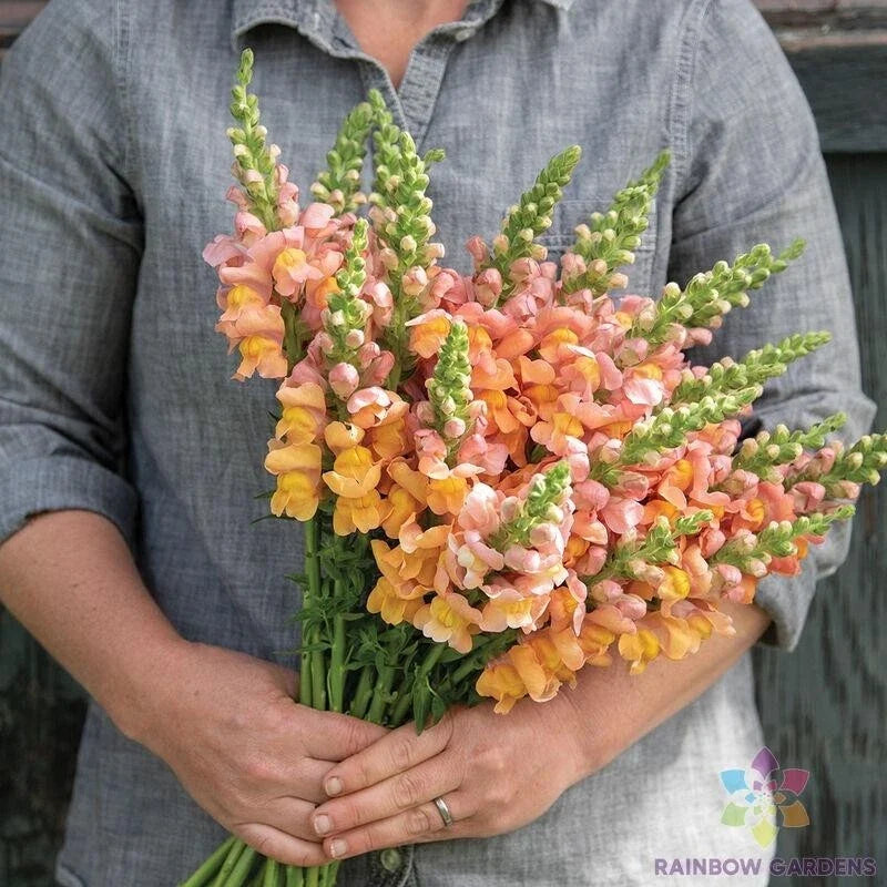 Snapdragon Seeds - 1000+ Cannes Light Bronze Antirrhinum majus for Garden Planting, Annual, Easy Grow, Pollinator Attracting