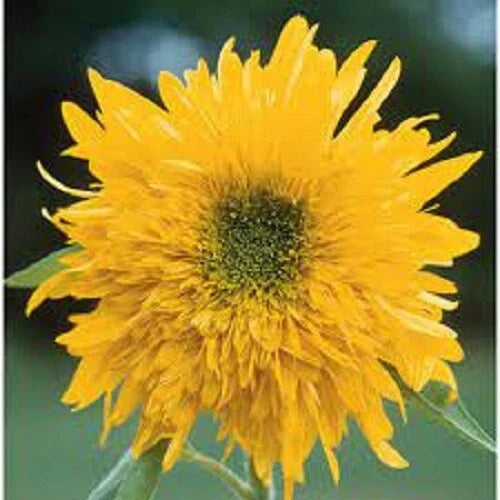 Double Quick Sunflower Seeds - Perennial Helianthus annuus - Bright Yellow Blooms, Easy to Grow, Attracts Pollinators, 25 Pack