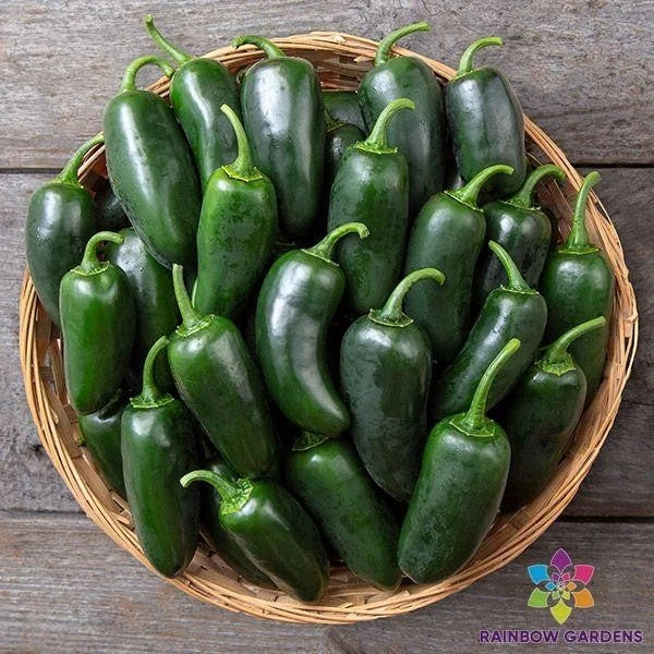 Black Jalapeno Hot Pepper Seeds – 25+ Pack, Capsicum annuum, Spicy Peppers for Garden, Pots & Containers, USA Grown