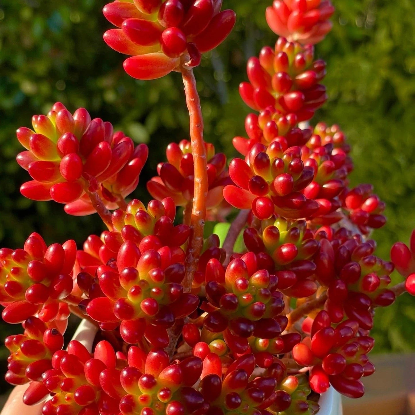 Sedum Rubrotinctum Jelly Bean Cutting - Rare Live Succulent Unrooted Plant for Indoor & Outdoor Gardens