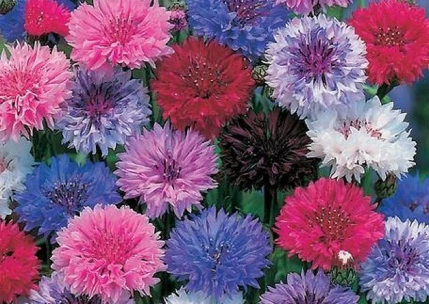 Cornflower Seeds Dwarf Mix - 200 Seeds - Centaurea cyanus Bachelor Button