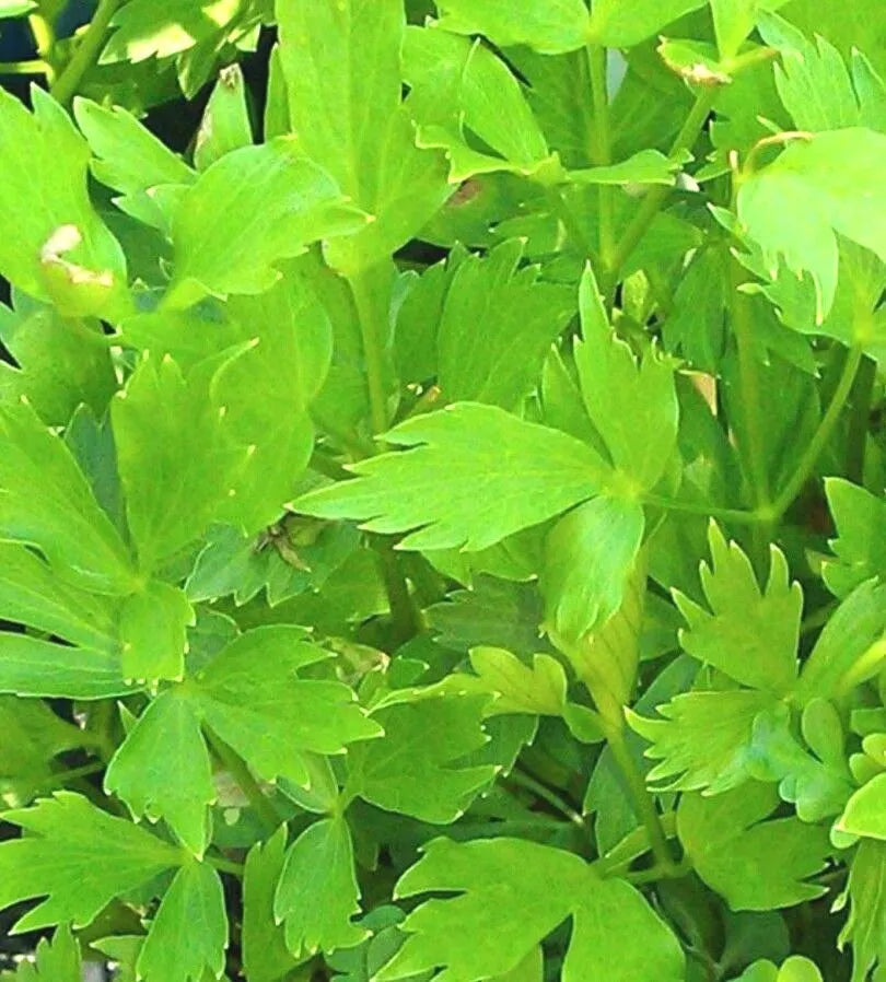 Lovage Seeds - 200+ Non-GMO Open Pollinated Levisticum officinale Herb Seeds