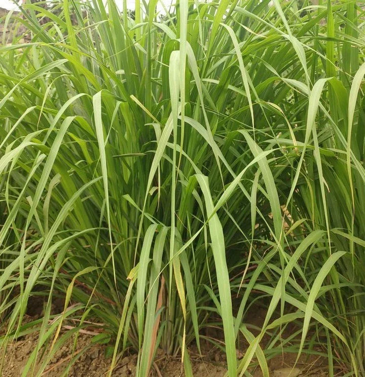Lemongrass Seeds - 100+ Cymbopogon citratus Perennial Herb Seeds - USA Grown