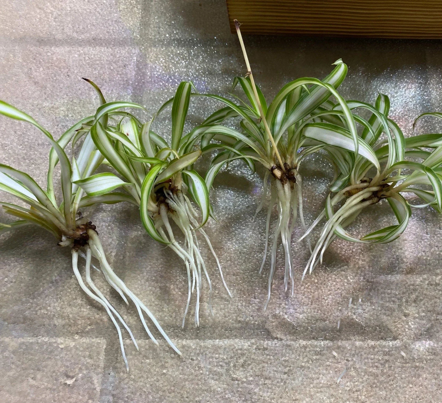 Jade Plant Cuttings - Succulent Propagation Trio - Crassula ovata - Deep Green Bonsai Style