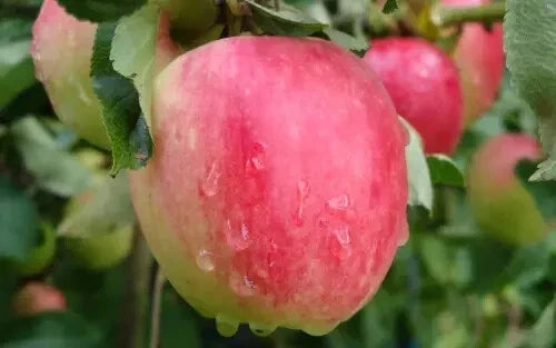 Katy Apple Seeds – 25+ Premium Malus domestica ‘Katy’ for Home Garden Planting, Fruit Trees, USA