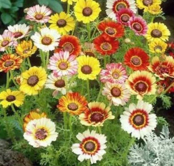 Chrysanthemum Seeds Mix - Painted Daisy Variety - White, Purple, Red, Yellow - Garden, Patio, Flower Bed Seeds