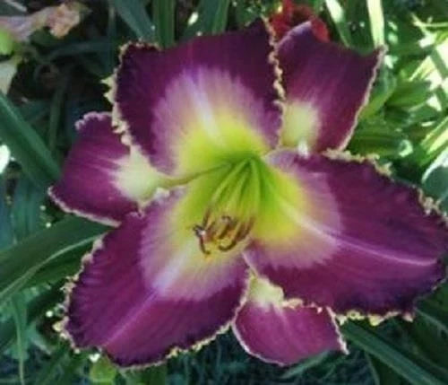 Daylily Plant - Rebloomer, Cream & Burgundy, Hemerocallis 'Wolf in Sheep's Clothing' Live Plant