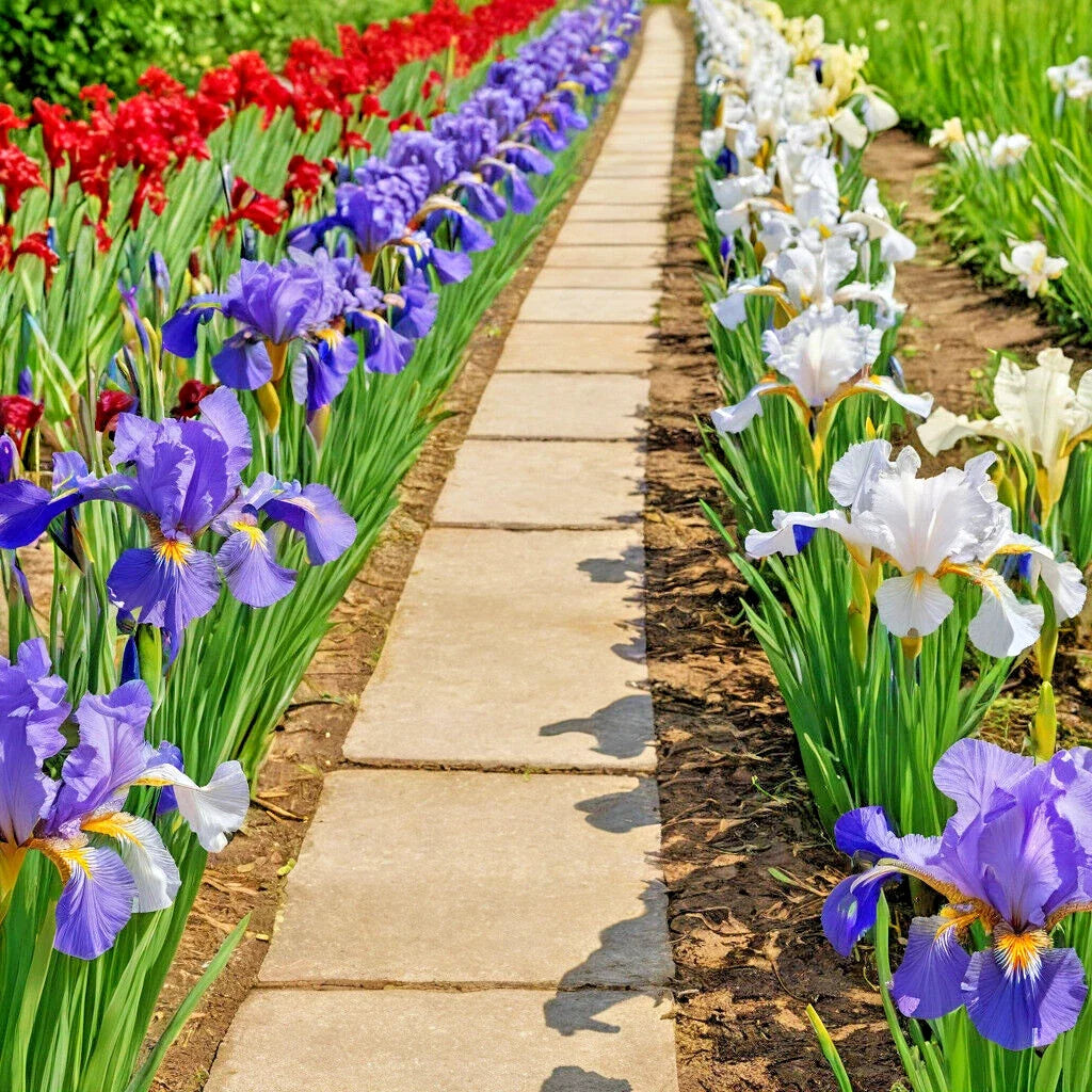 Iris Flower Seeds - 30+ Colorful Mix - Siberian Iris (Iris siberica) for Garden, Borders & Containers