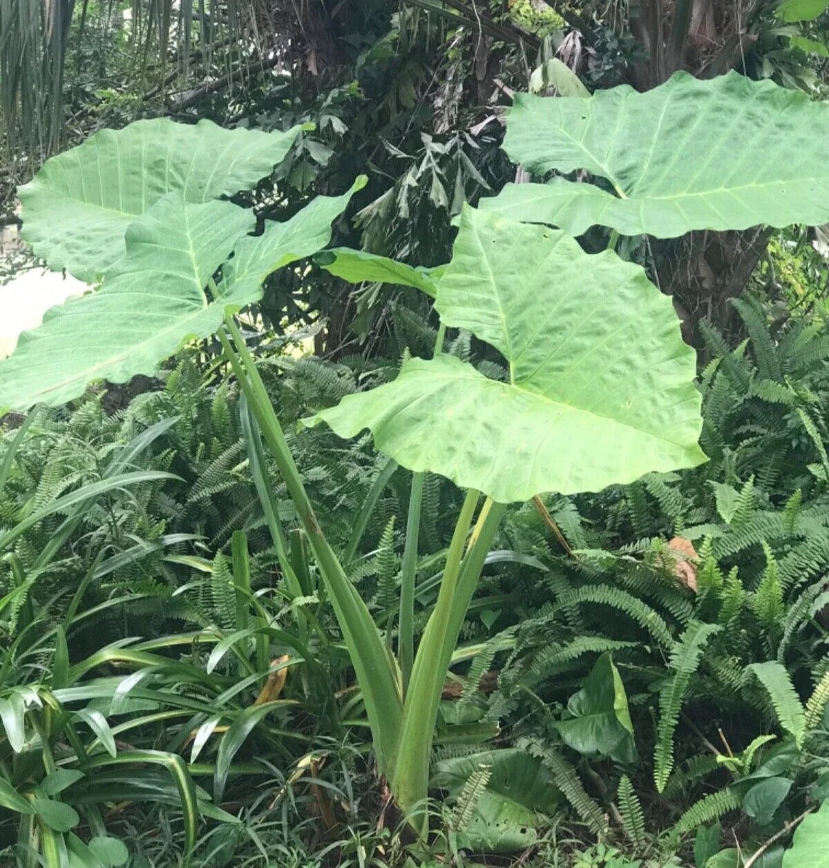 Colocasia 'Thai Giant' Elephant Ear Bare Root Plant – Tropical, Evergreen, Upright Growth, Pet & Child Safe