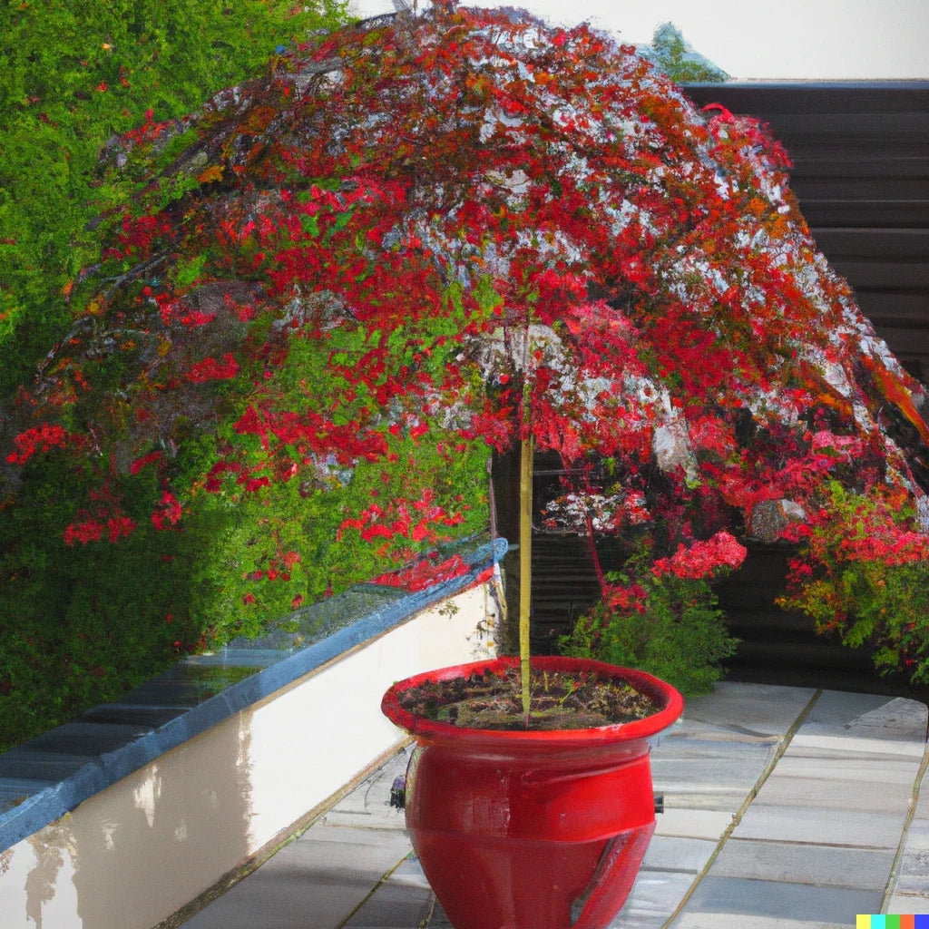 Illawarra Flame Tree Seeds - 10 Pack, Red Flowered Bottle Tree, Brachychiton acerifolius, Tropical Ornamental Plant