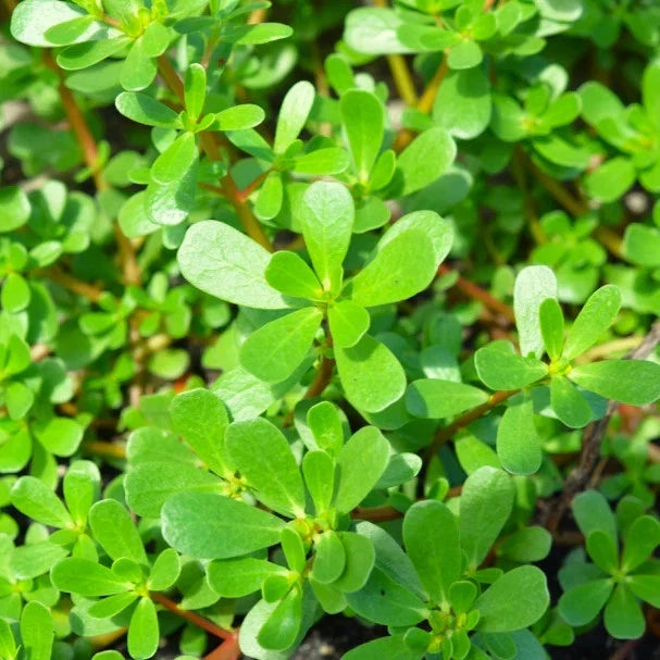 Green Purslane Seeds – Portulaca Oleracea, Edible Leafy Green, Drought-Resistant, Garden Seeds, 2025 Planting