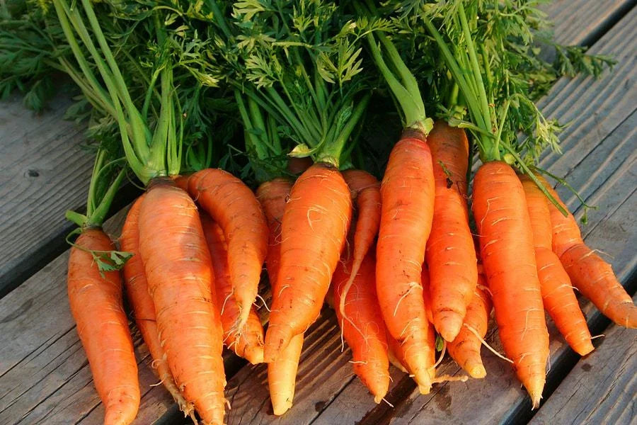 Danvers 126 Half Long Carrot Seeds - NON-GMO Heirloom Vegetable Seeds Organic