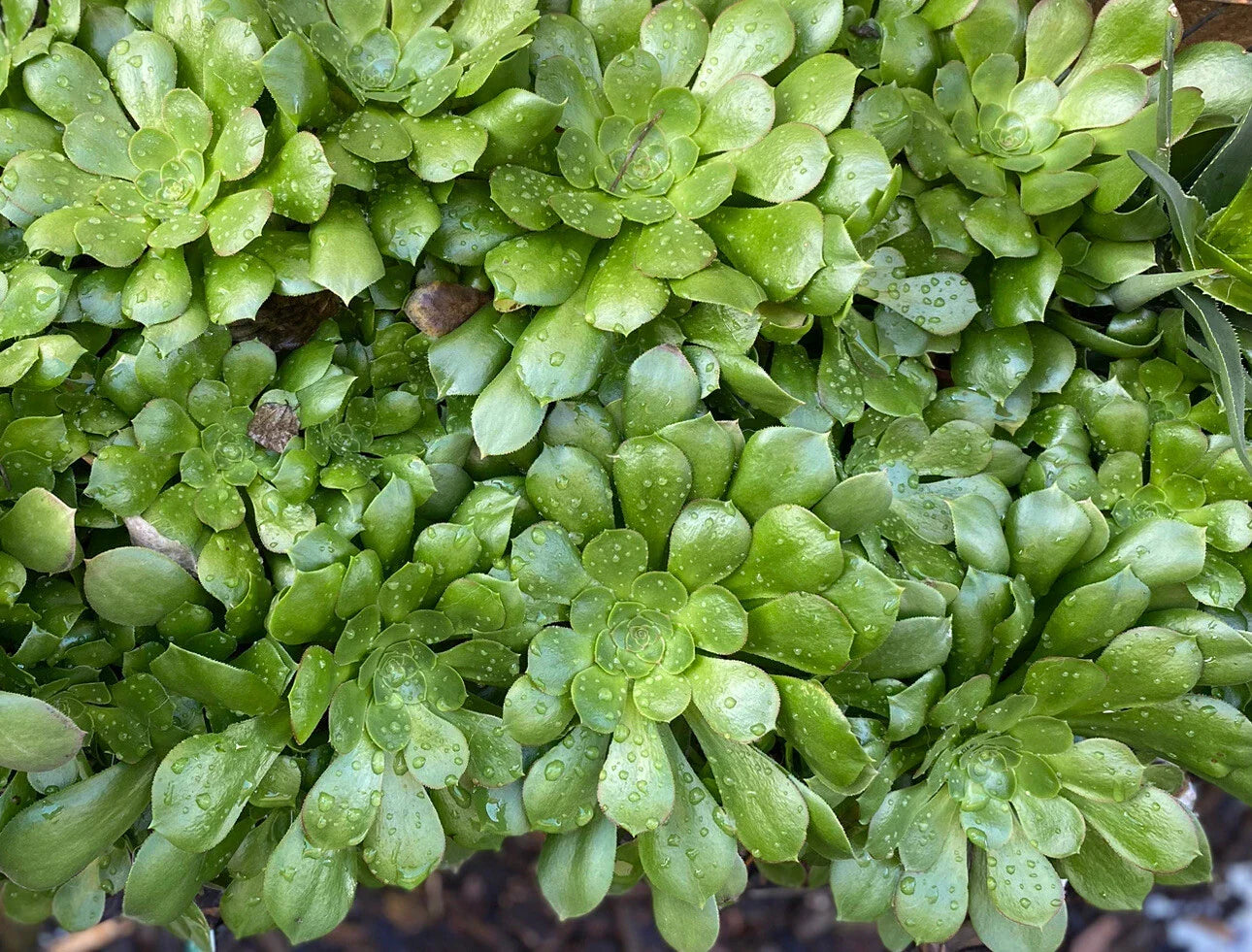 5 Piece Aeonium Succulent Cuttings Set - 5 Inch Wide - Indoor & Outdoor Succulents