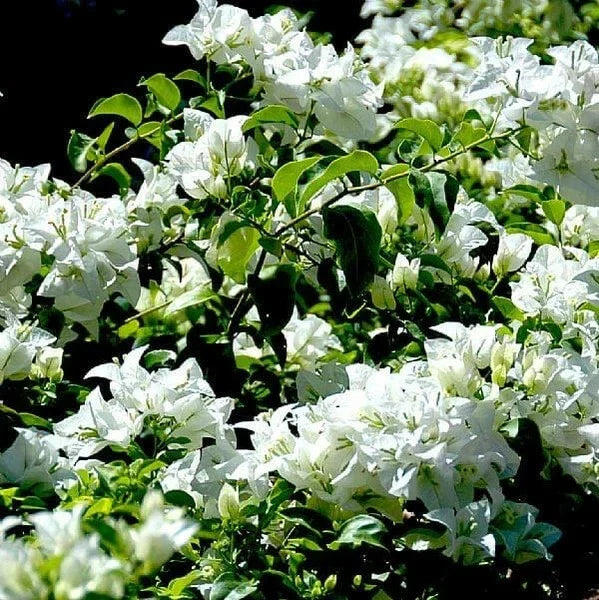 Key West White Bougainvillea Live Rooted Plants Set of 3, Flowering Vines, Bougainvillea glabra, Drought-Tolerant, Full Sun