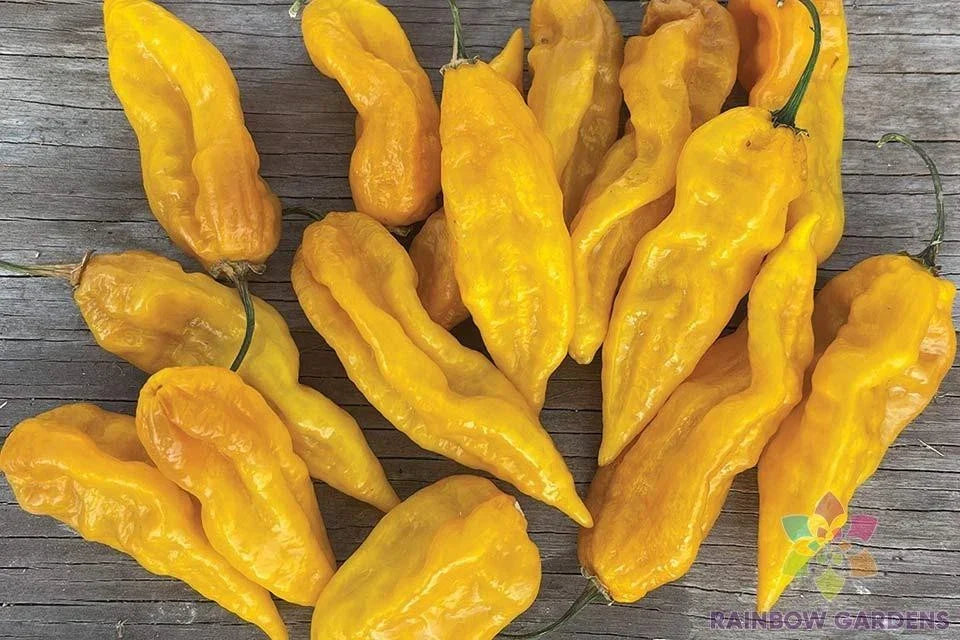Fatalii Hot Pepper Seeds - 25+ Capsicum chinense for Gardening, Spicy Peppers, USA Grown, Free Shipping