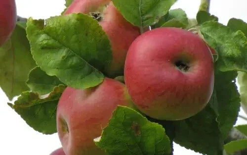 Brabant Bellefleur Apple Seeds - 25+ Pack, Heirloom Malus domestica for Garden Planting, Fruit Trees, USA