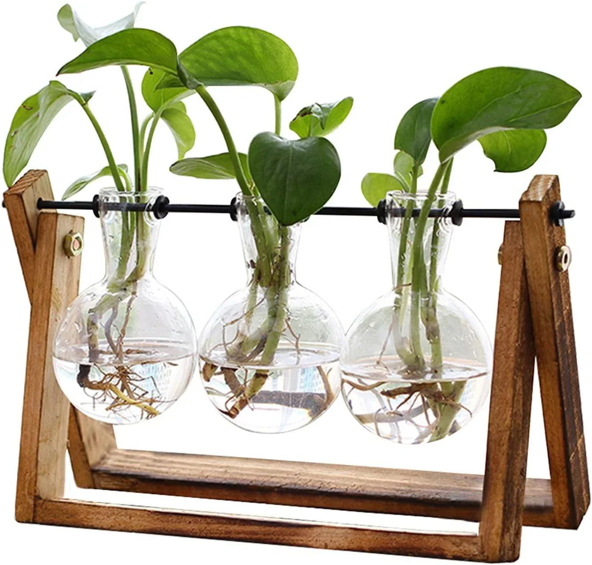 Terrarium Planter with Wooden Stand for Air Plants - Clear Glass Bulb by XXXFLOWER