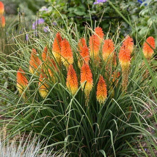 Torch Lily Seeds - 25 Perennial Hot Poker Flower Seeds - Kniphofia uvaria - Attracts Pollinators - Garden Border & Bed Plant