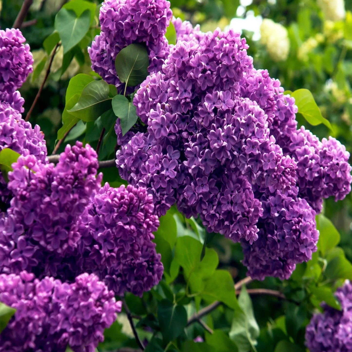 Common Lilac Tree Seeds - 20 Pack | Purple Fragrant Hardy Perennial - Syringa vulgaris