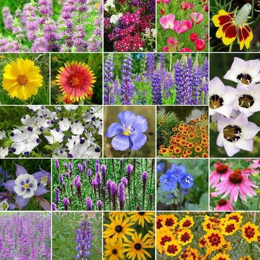 Wildflower Mix 1000 Seeds - North American Native Heirloom Non-GMO Flowers