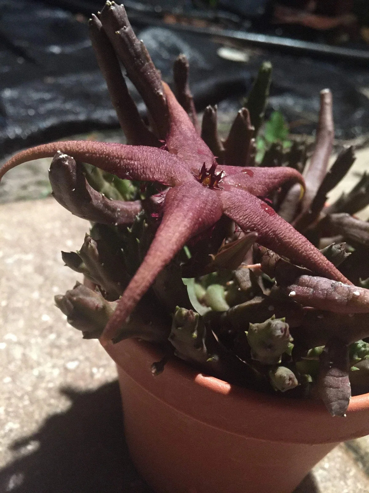 Stapelia Schinzii var. Angolensis Succulent - 3.5-Inch Potted Star-Shaped Flowers, Drought Tolerant, Easy Care, Indoor Outdoor Plant
