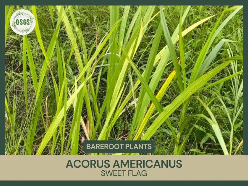 Bare Root Sweet Flag Plant | Acorus americanus | Live Medicinal and Water Garden Plant