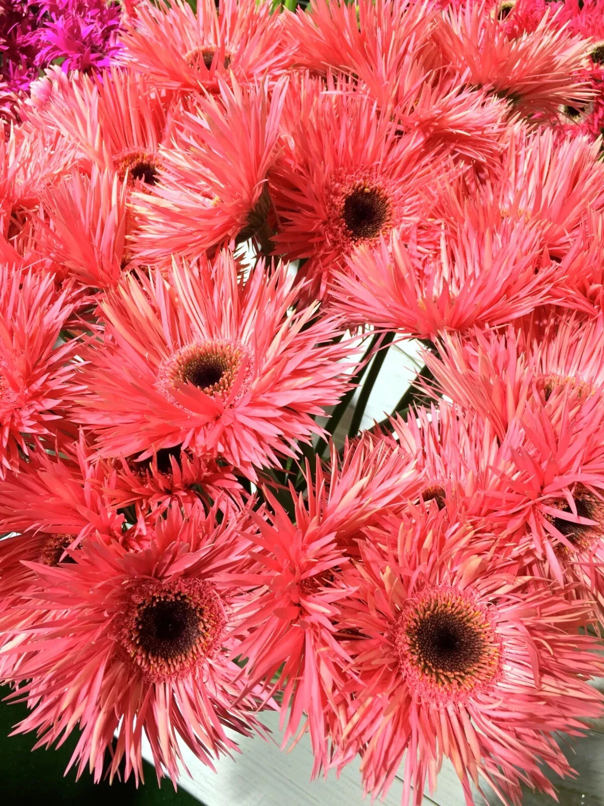 Pink Gerbera Spider Daisy Seeds - 50+ Pack, Gerbera jamesonii, Annual Flower for Garden Beds & Containers, Easy to Grow