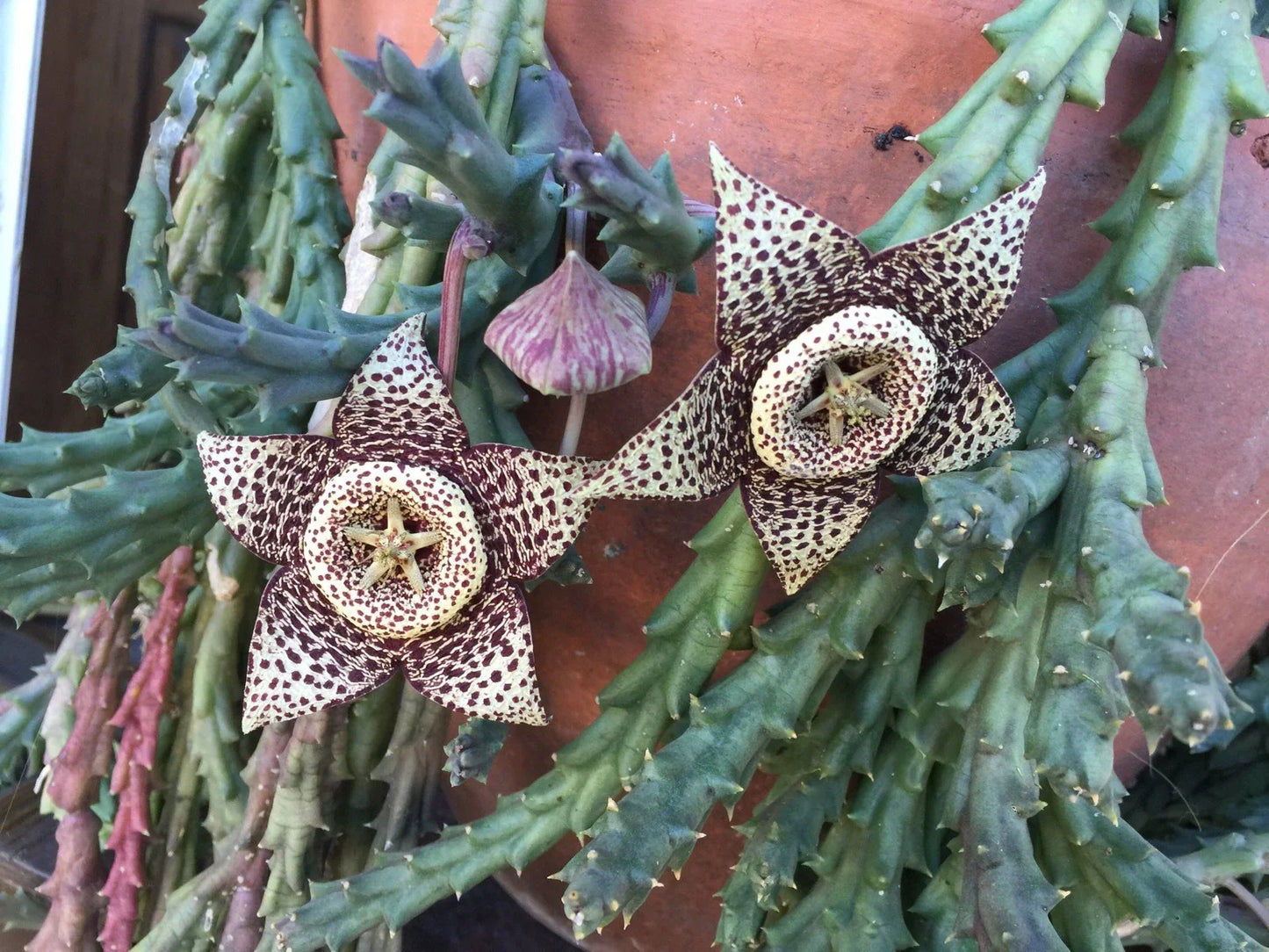 Orbea Variegata Starfish Succulent Cuttings 3-4" - Unique Variegated Indoor & Outdoor Plant