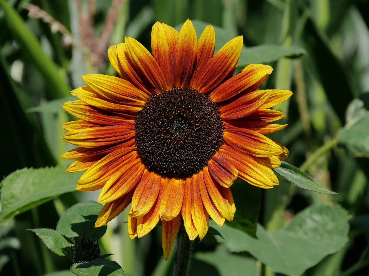 Indian Blanket Sunflower Seeds - 50 Fresh Gaillardia pulchella Seeds for Bright Yellow & Red Blooms