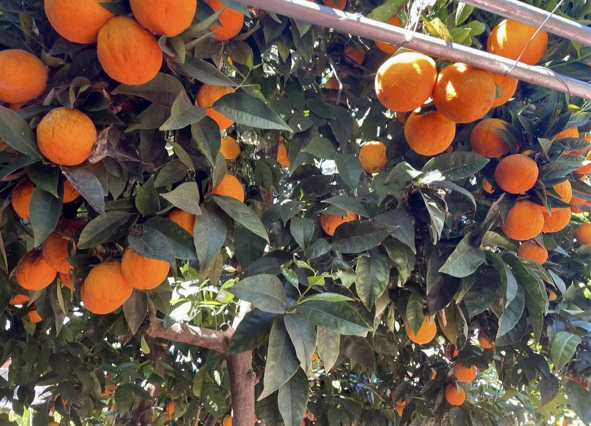 Orange Tree Cuttings for Rooting and Grafting, Citrus sinensis, Fresh Plant Cuttings for Fruit Production