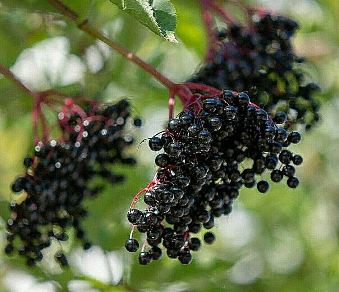 European Black Elderberry Seeds - 80 Count - Sambucus nigra - Medicinal Tree - USA Seller