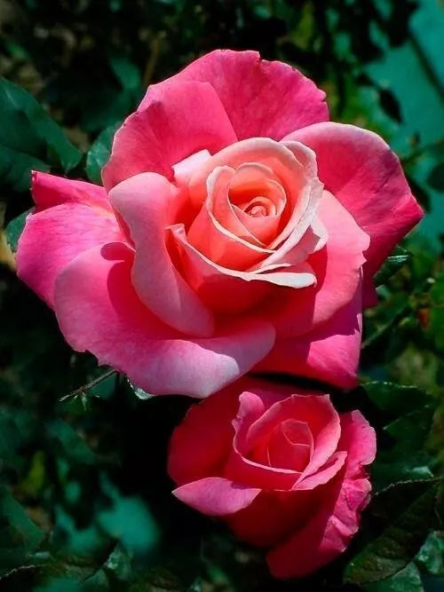 Hybrid Tea Rose Bareroot Plant - First Prize - Award Winning Rosa 'First Prize'