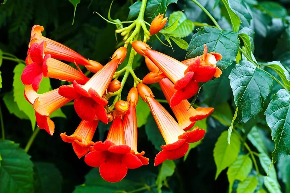 Rare Red Hummingbird Vine Seeds - 25 Non-GMO, Climbing Trumpet Bush, Attracts Hummingbirds & Butterflies, Campsis radicans