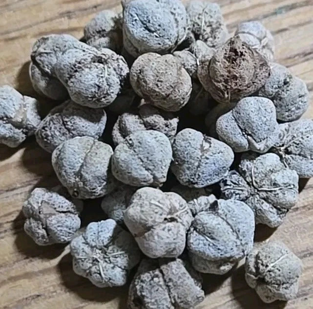 Thai Star Gooseberry Seeds | 11+ Seeds | Phyllanthus Acidus Tropical Fruit Plant for Home Garden