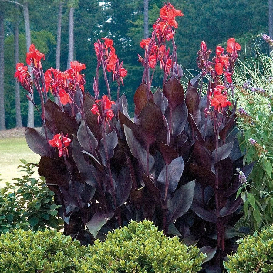 Canna Lily Bulbs – Red Flowers, Purple Leaves, Tall Tropical Plant, Hardy in Zones 6-10, Canna indica