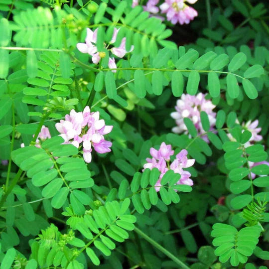 Crown Vetch Seeds - 100 Coronilla varia Seeds for Ground Cover & Erosion Control