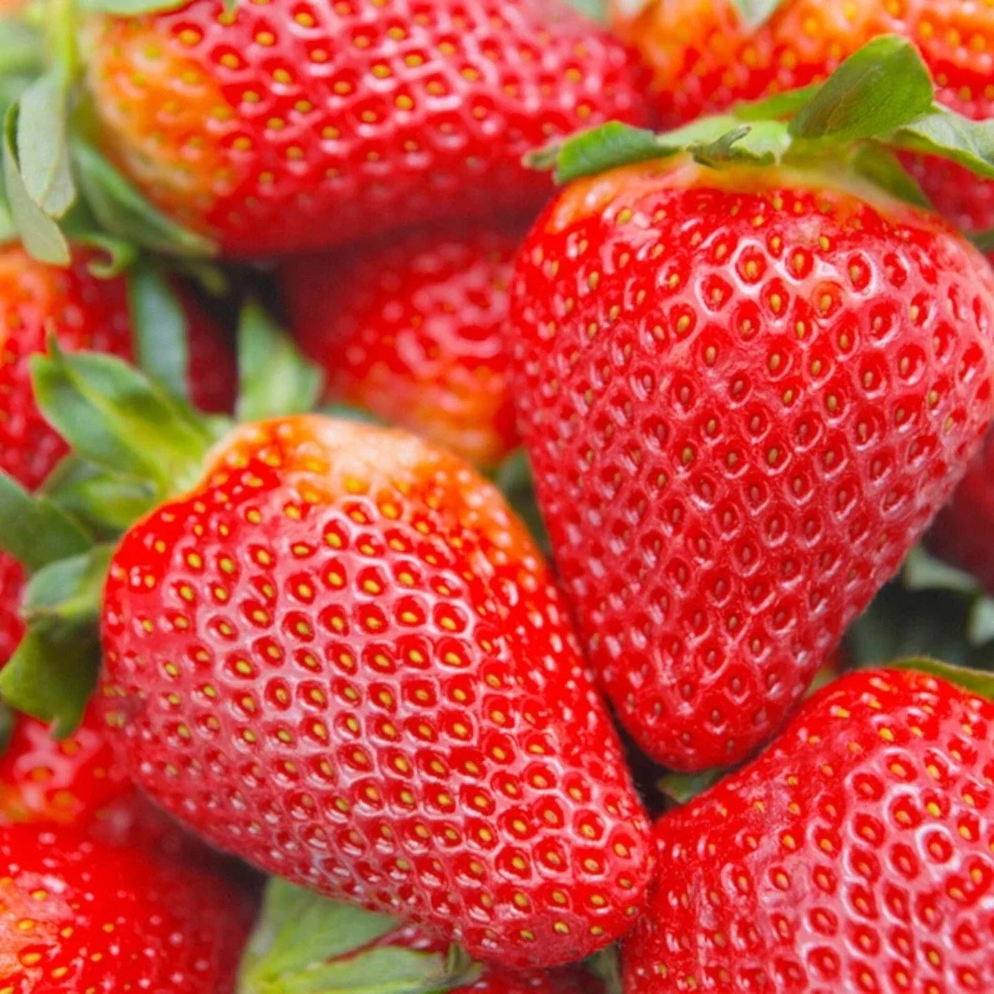 Cream Strawberry Seeds - 200 pcs Fragaria × ananassa Perennial Herb for Fall & Spring Planting