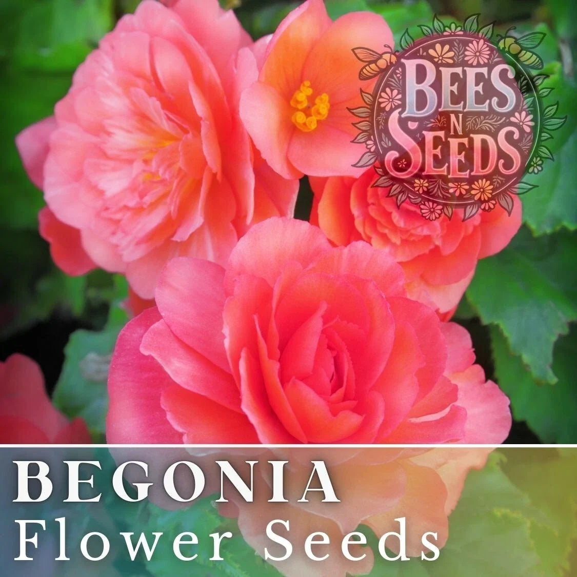 Dusk Nectar Begonia Seeds - Non-GMO Flower Seeds for Indoor Outdoor Garden - Begonia x tuberhybrida - 45 or 125 Seeds