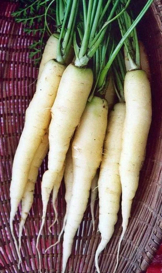 Snow White Carrot Seeds - Non-GMO, Heirloom Vegetable Seeds, Daucus carota sativus, White Root, Beta-Carotene Rich, Seed Packets