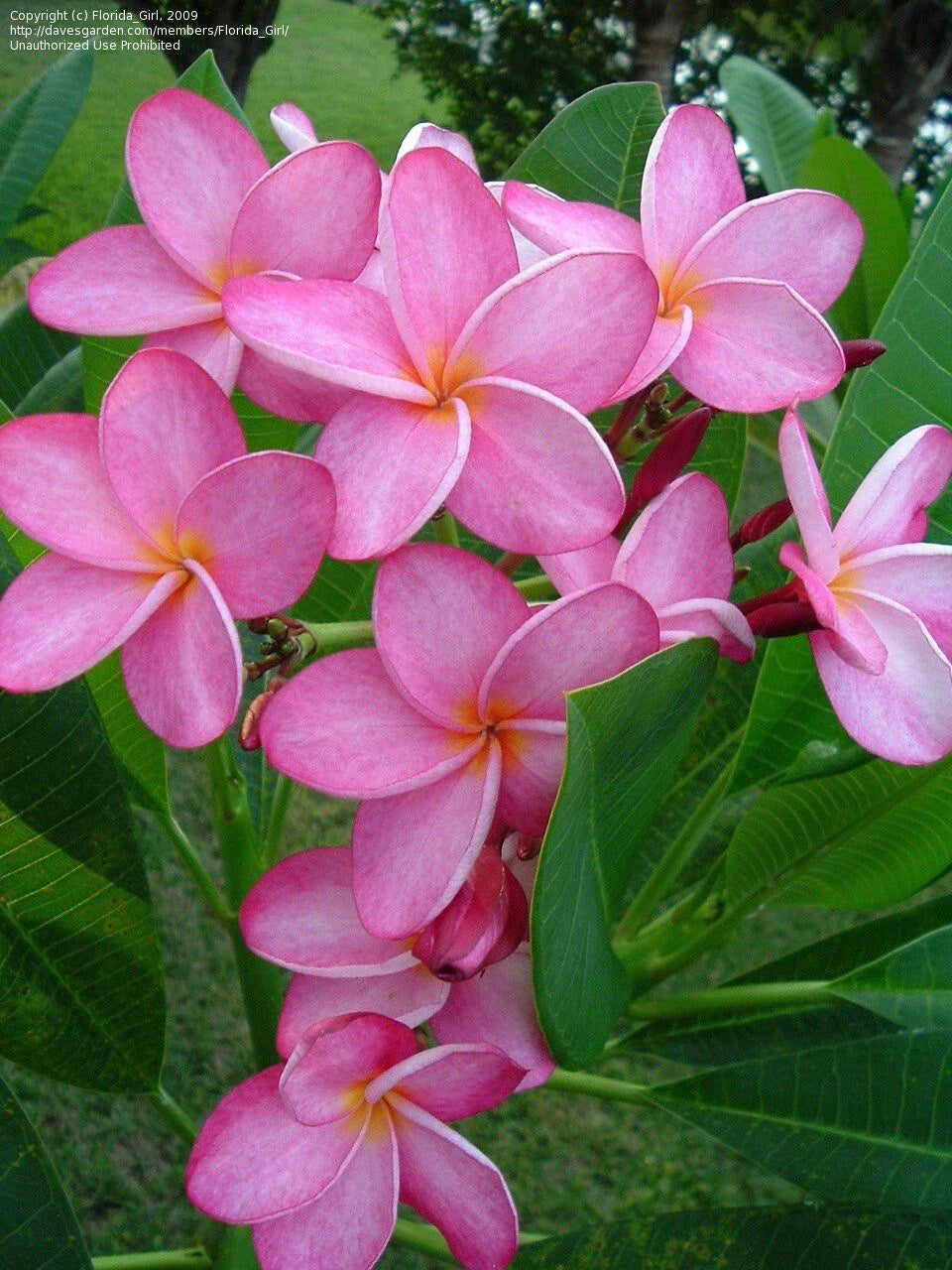 Hawaiian Plumeria Cuttings Miami Rose 12-14'' Frangipani Tropical Plant